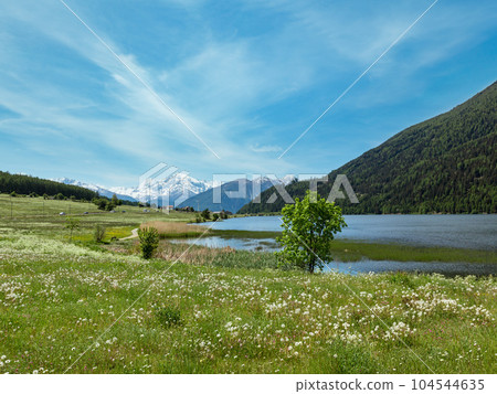 Summer dandelion meadow (Italy). Summer dandelion meadow (Italy). 104544635