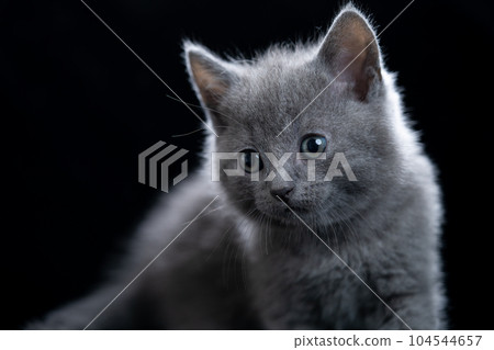 Chartreux小貓 Chartreux小貓 104544657