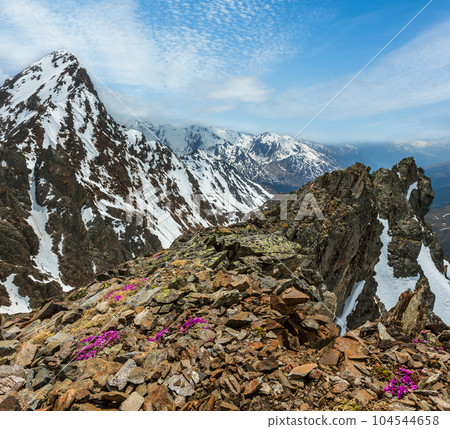 Alp flowers  over mountain precipice and clouds 104544658