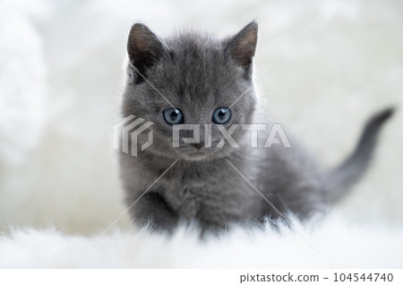 Chartreux小貓 Chartreux小貓 104544740