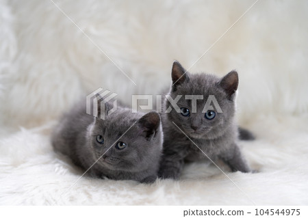 two chartreux kittens two chartreux kittens 104544975
