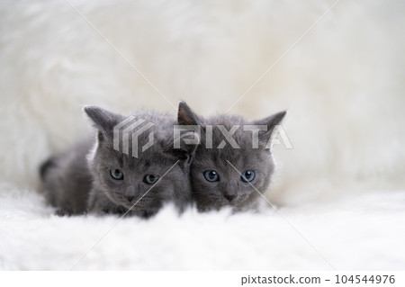 two chartreux kittens two chartreux kittens 104544976