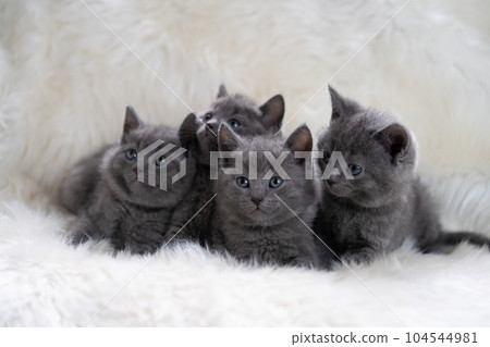 4 只查特魯小貓 104544981