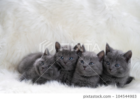 4 只查特魯小貓 104544983