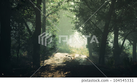 Autumn forest scenery with rays of warm light Autumn forest scenery with rays of warm light 104545331