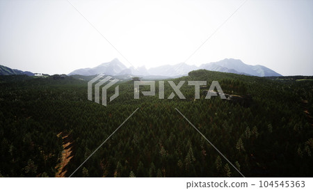 Forest of pine in the mountains 104545363