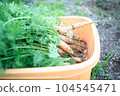 Harvest of carrot 104545471