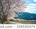 Cherry blossom trees in the countryside 104545474