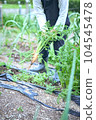 Harvest of carrot 104545478