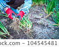 Harvest of green onion 104545481
