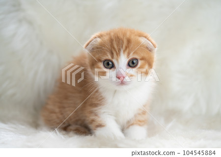 蘇格蘭折疊的小貓 蘇格蘭折疊的小貓 104545884