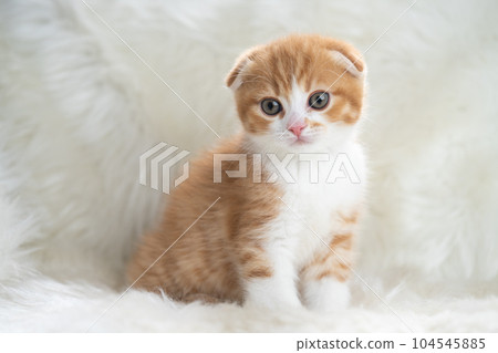 Kitten of Scottish fold 104545885