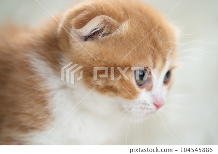 Kitten of Scottish fold 104545886