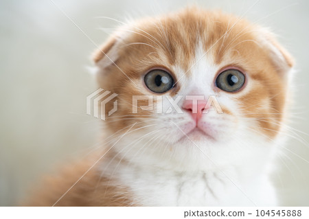 蘇格蘭折疊的小貓 104545888