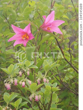 Himesayuri and Rhododendron azalea blooming together in the rain 104545889