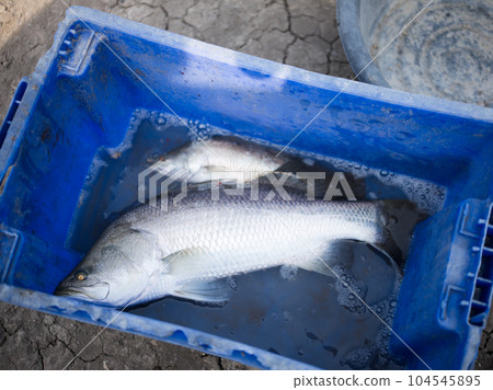 Raw natiral fresh big fish white snapper in plastic box . Raw natiral fresh big fish white snapper in plastic box . 104545895