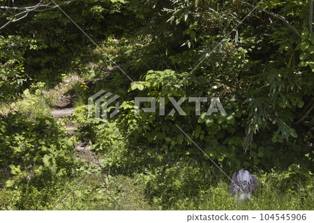 長野縣大凪山登山口小谷村 104545906