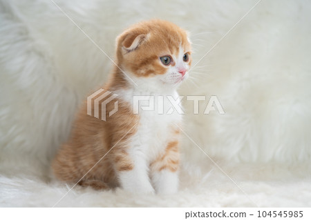 蘇格蘭折疊的小貓 蘇格蘭折疊的小貓 104545985