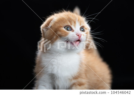 Kitten of Scottish fold Kitten of Scottish fold 104546042