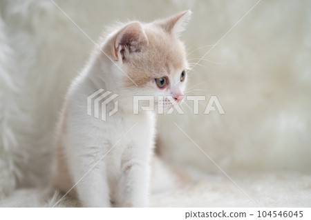 Kitten of Scottish fold Kitten of Scottish fold 104546045