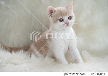 Kitten of Scottish fold Kitten of Scottish fold 104546051