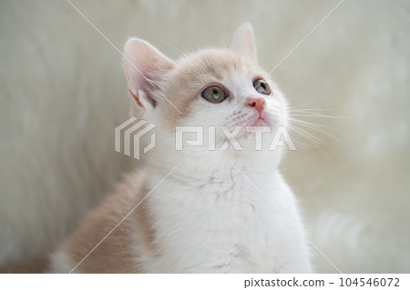 Kitten of Scottish fold 104546072