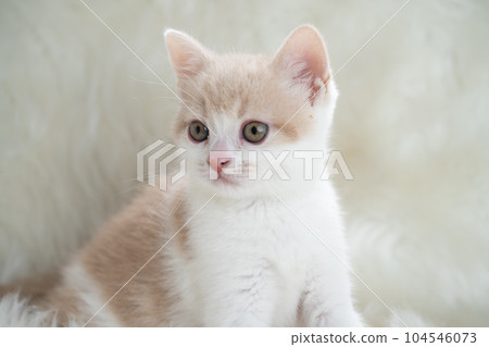 Kitten of Scottish fold 104546073