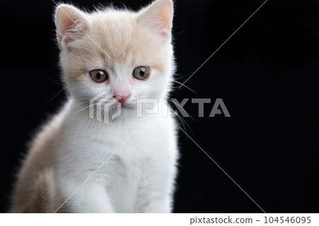 蘇格蘭折疊的小貓 104546095