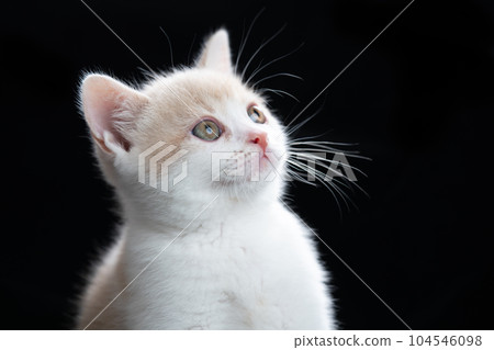 蘇格蘭折疊的小貓 104546098