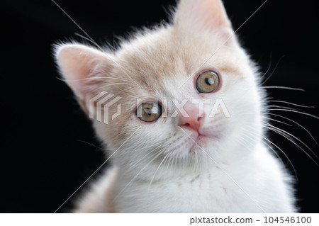 Kitten of Scottish fold Kitten of Scottish fold 104546100