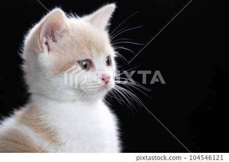 Kitten of Scottish fold Kitten of Scottish fold 104546121