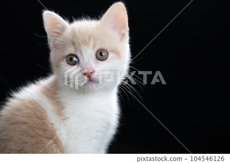 Kitten of Scottish fold Kitten of Scottish fold 104546126