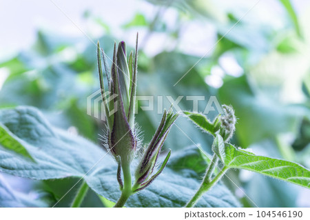 Gardening image Growing morning glory Buds just before flowering Gardening image Growing morning glory Buds just before flowering 104546190