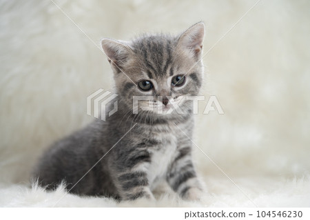 蘇格蘭折疊的小貓 蘇格蘭折疊的小貓 104546230
