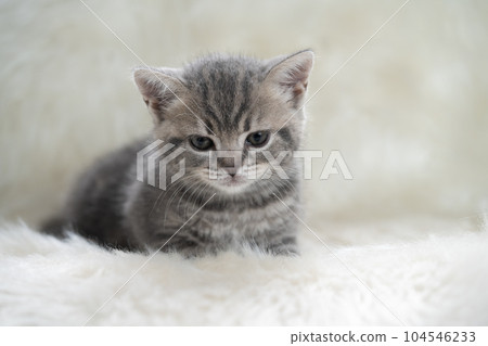 蘇格蘭折疊的小貓 蘇格蘭折疊的小貓 104546233