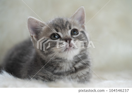 蘇格蘭折疊的小貓 蘇格蘭折疊的小貓 104546237