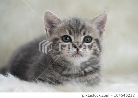 Kitten of Scottish fold 104546238