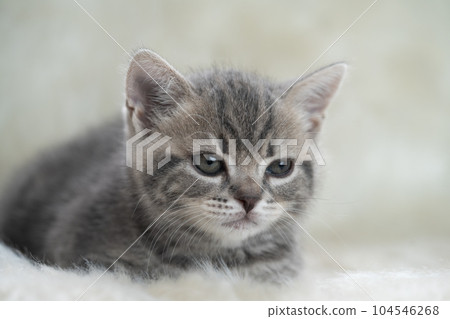 Kitten of Scottish fold Kitten of Scottish fold 104546268