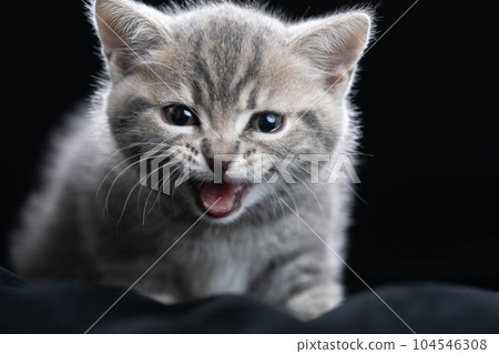 蘇格蘭折疊的小貓 104546308