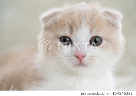 Kitten of Scottish fold Kitten of Scottish fold 104546321