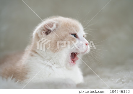 蘇格蘭折疊的小貓 蘇格蘭折疊的小貓 104546333