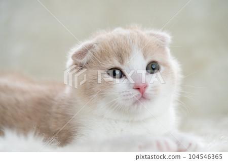 蘇格蘭折疊的小貓 蘇格蘭折疊的小貓 104546365