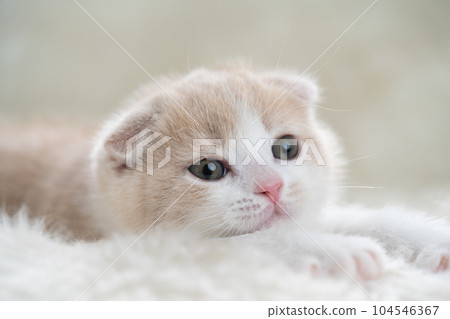 蘇格蘭折疊的小貓 104546367