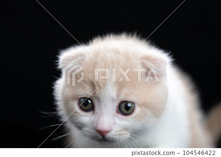 蘇格蘭折疊的小貓 104546422