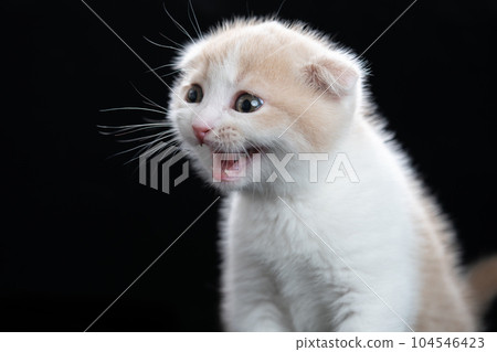 Kitten of Scottish fold Kitten of Scottish fold 104546423