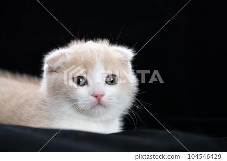 Kitten of Scottish fold Kitten of Scottish fold 104546429