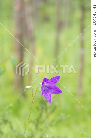 Bellflower blooming in the marsh Bellflower blooming in the marsh 104546442