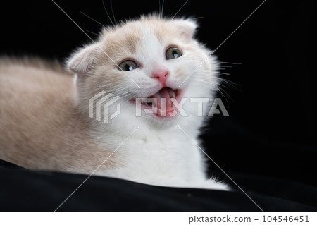 蘇格蘭折疊的小貓 蘇格蘭折疊的小貓 104546451
