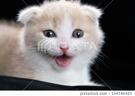 Kitten of Scottish fold 104546483