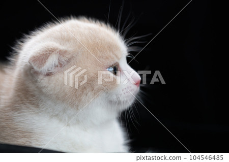 Kitten of Scottish fold 104546485